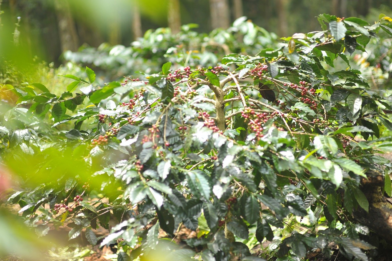 Kebun Kopi Bondowoso