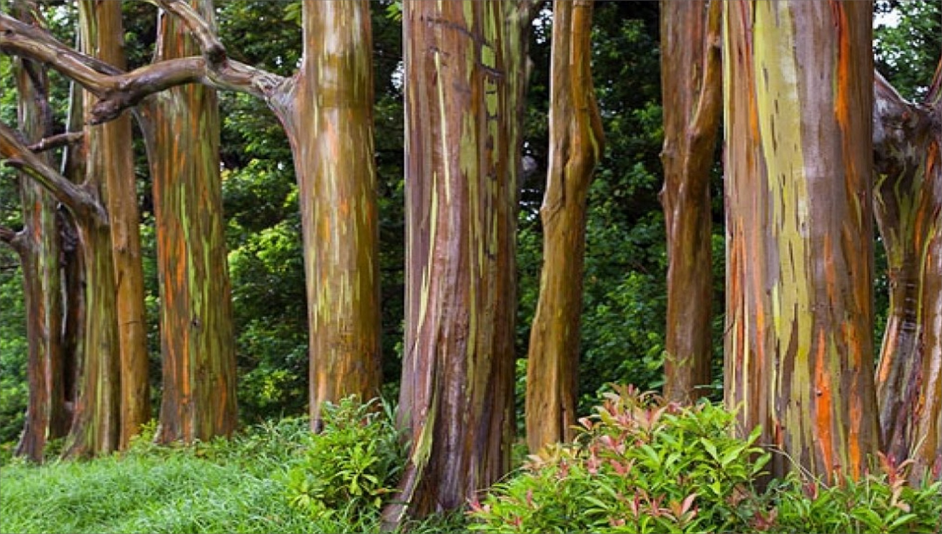 Hutan Pelangi