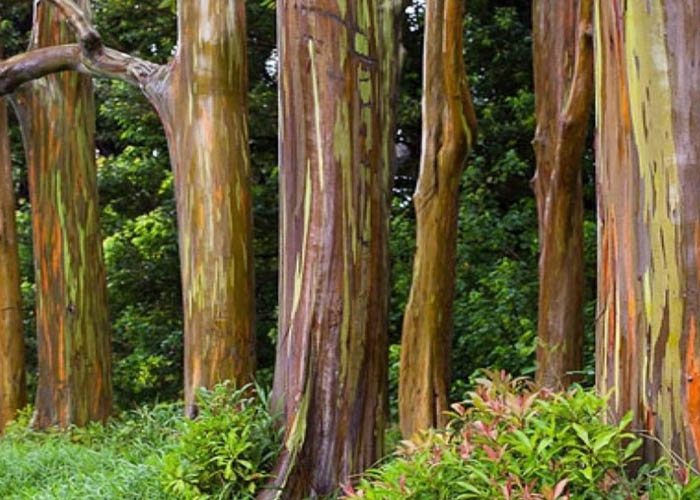 Hutan Pelangi 