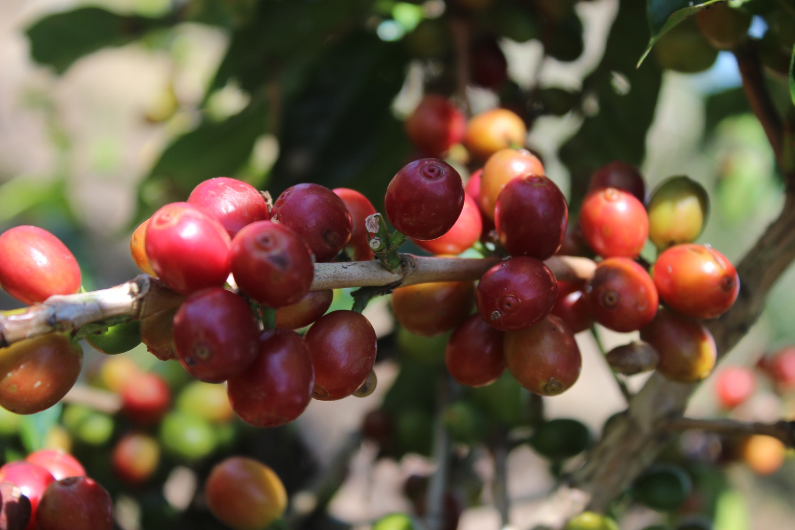 Kopi Bondowoso 